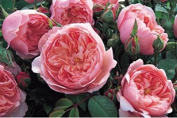 Cách kích thích hoa hồng ra hoa nhanh và nở đều, đẹp