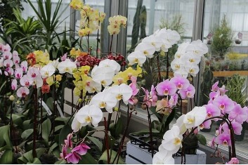 Cách kích thích hoa hồng ra hoa nhanh và nở đều, đẹp