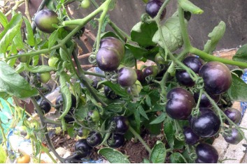 Mẹ 3 con trồng cà chua đen trĩu vườn sân thượng